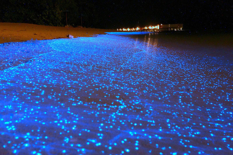 Toyama-Bay-Japan-with-Glowing-Firefly-Squid-Photo